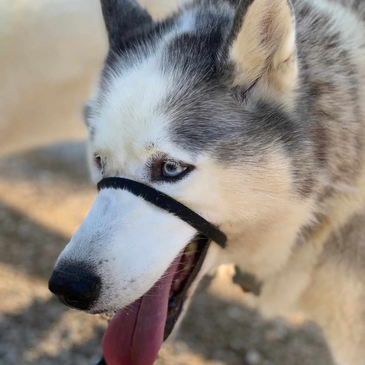 Origins, Omens, and Distracting&nbsp;Doggos